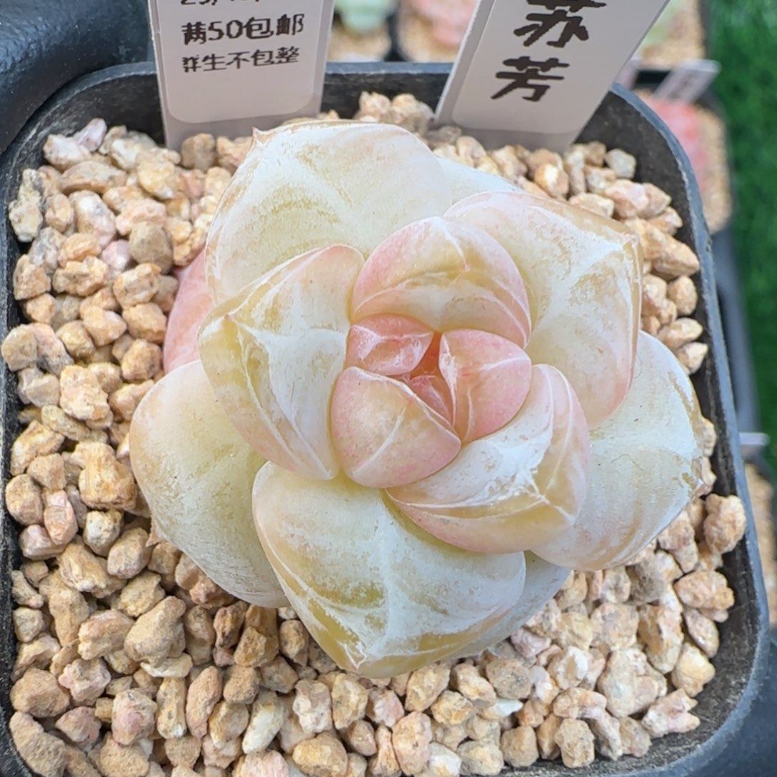 052  苏芳   5厘米盆