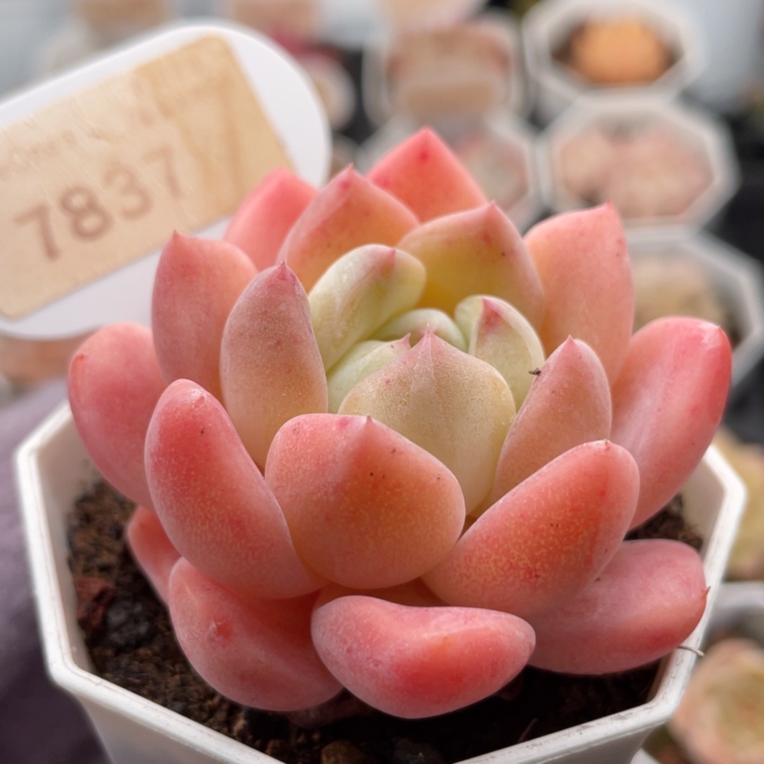 心心糖7837-6.0厘米