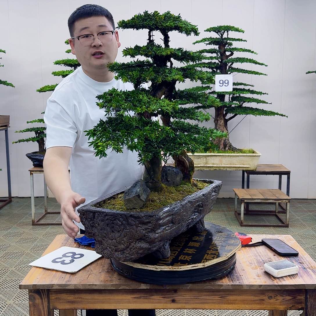 米叶罗汉松造型盆景