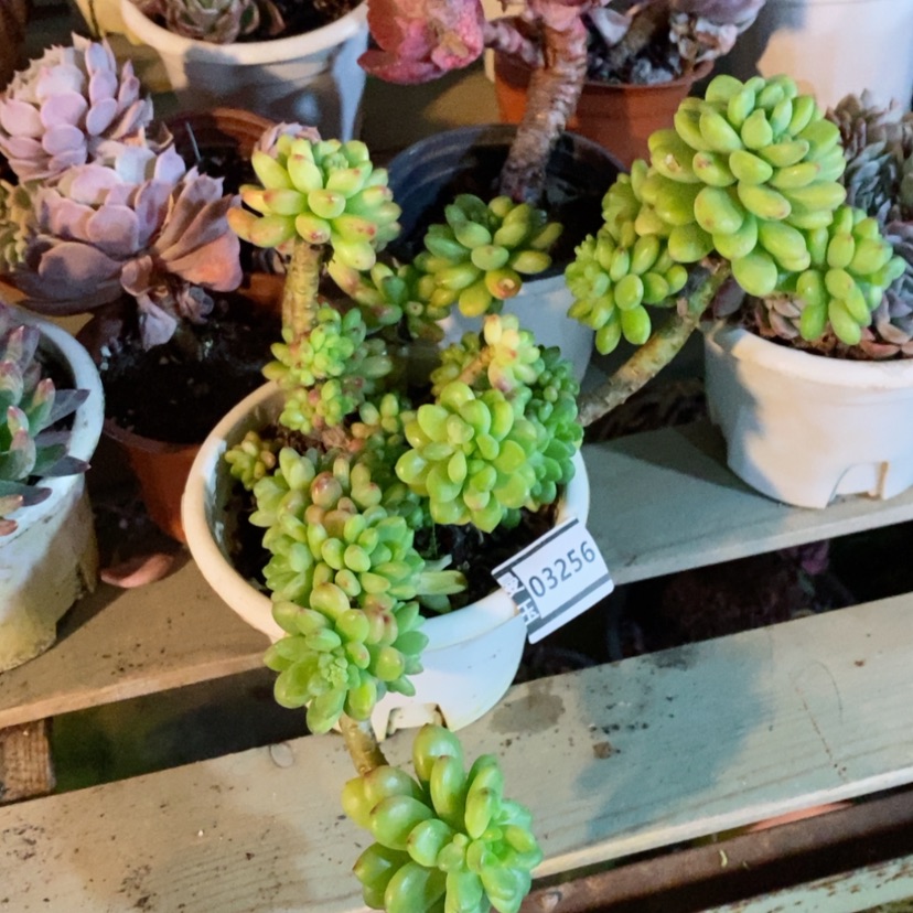 【闪购商品】香格里拉03256