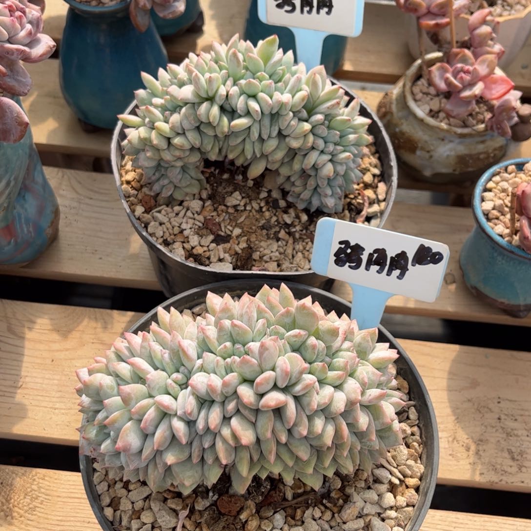 骑肉肉石榴籽缀多肉植物