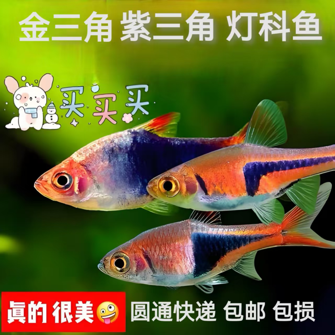 /紫三角灯鱼小型热带灯科耐活适合金丝小型热带鱼孔雀鱼观赏鱼