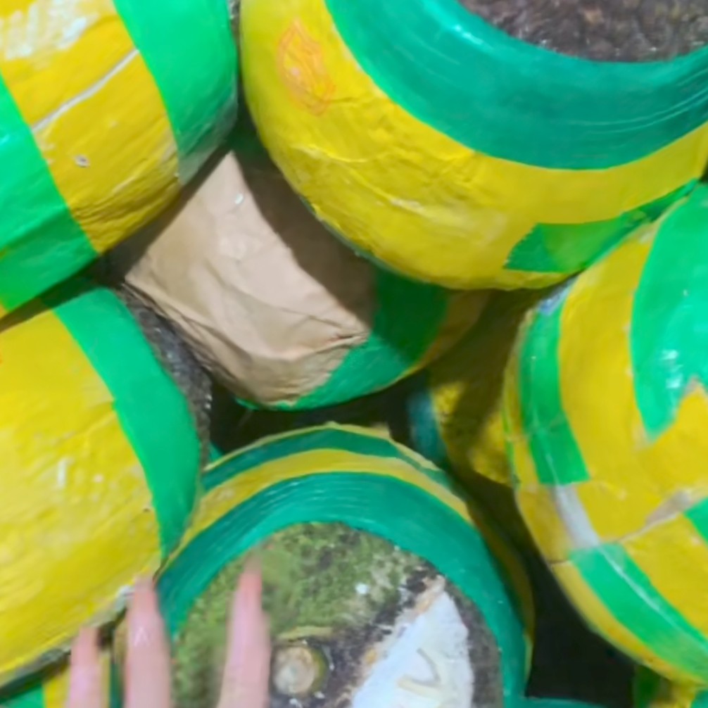 【顺丰次日达】越南黄肉菠萝蜜整果6-12斤 鲜甜可口果香浓郁黄肉菠萝蜜天津市