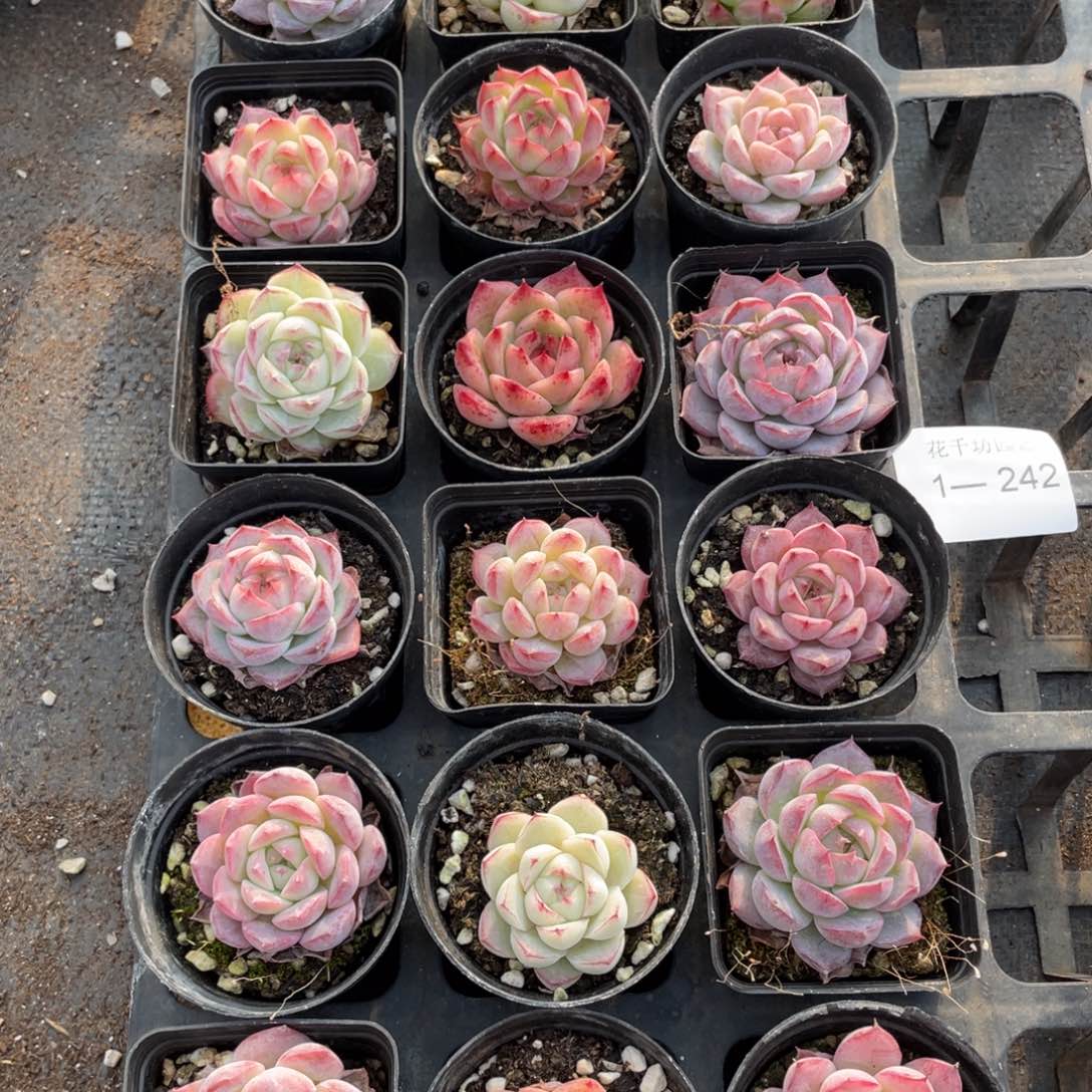 一物一拍18颗1-242