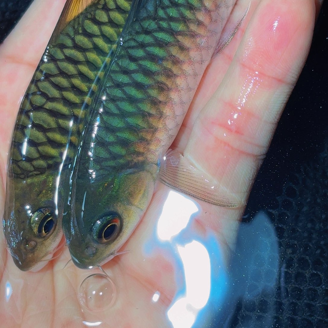 吉罗鱼马来西亚巴拉 印度墨脱