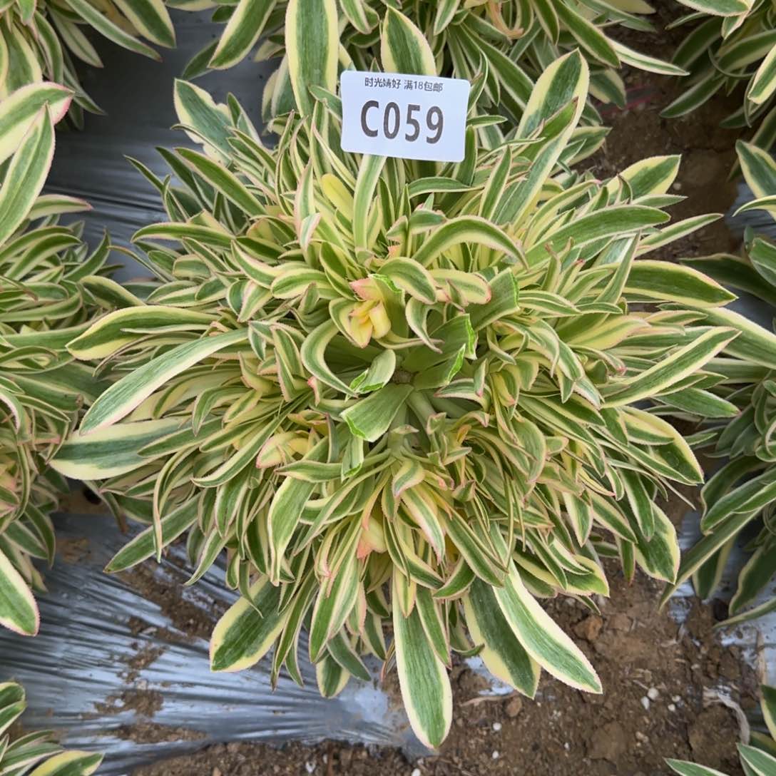 美****）059夕颜绣球，多肉