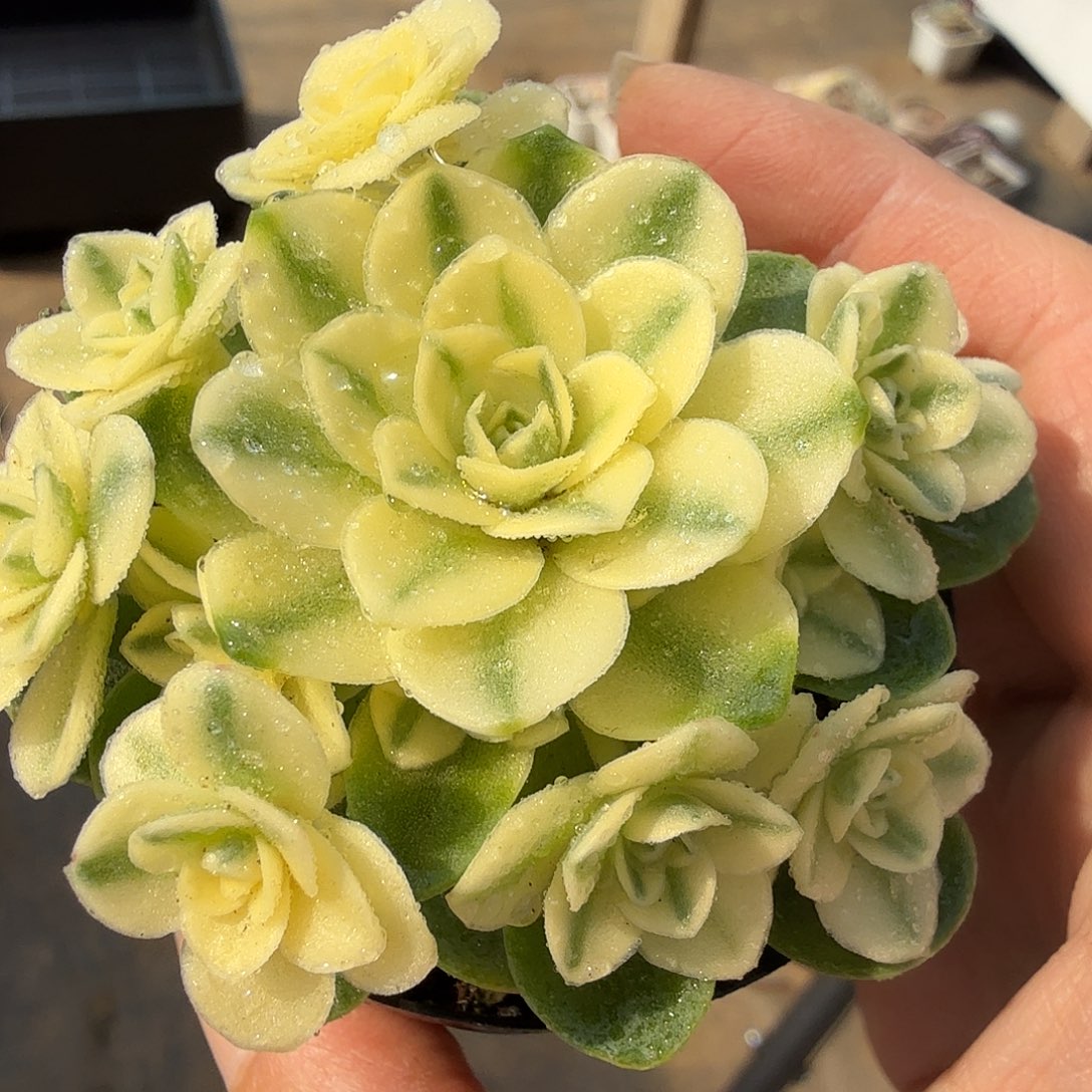 猫眼玫瑰锦，多肉植物