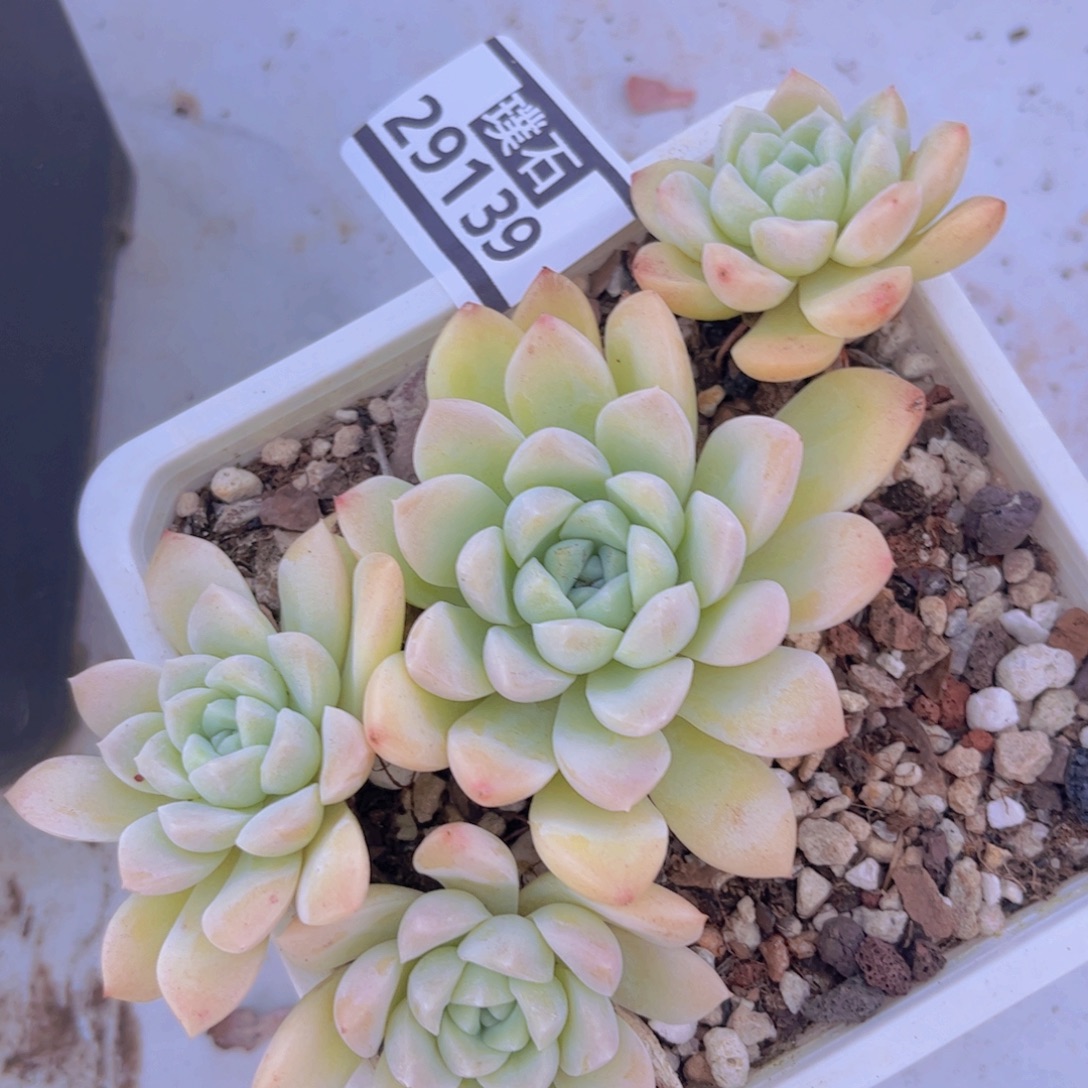 奶油美人29139多肉植物