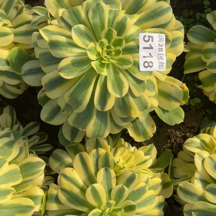 5118南雪莲多肉植物