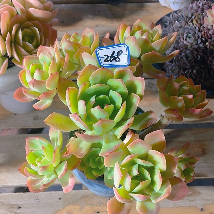 木***贝谢谢你的支持0000268