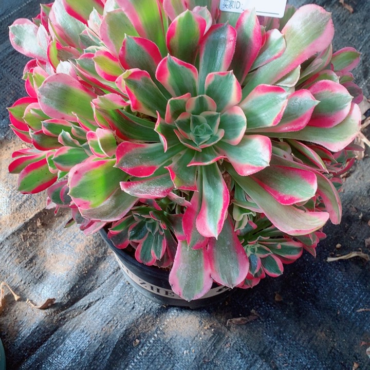 多肉植物女妖550