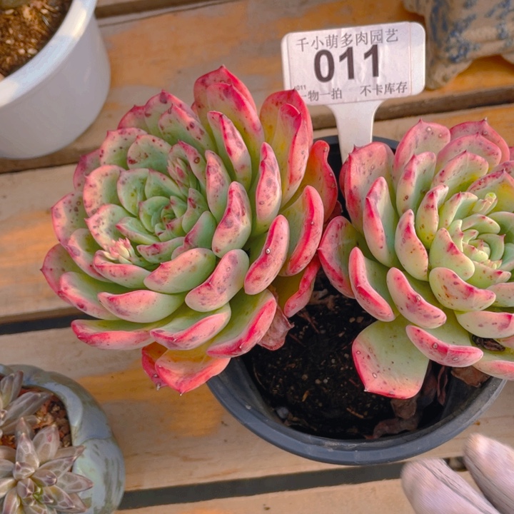 谢谢你的支持00000011