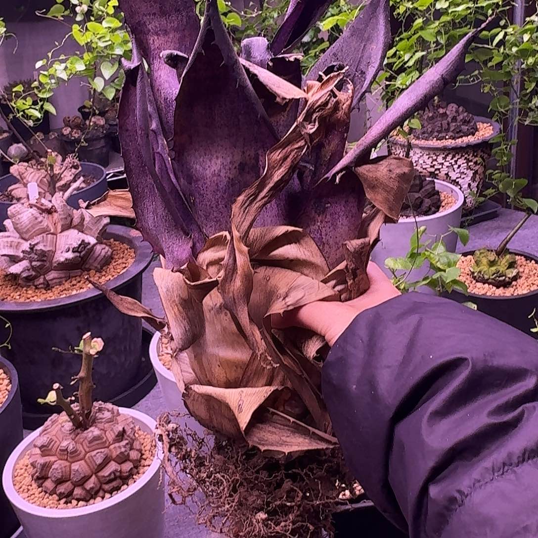 315积水黑凤梨哈哈哈