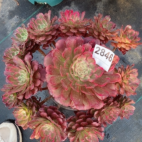 红陶2846黑金4多肉