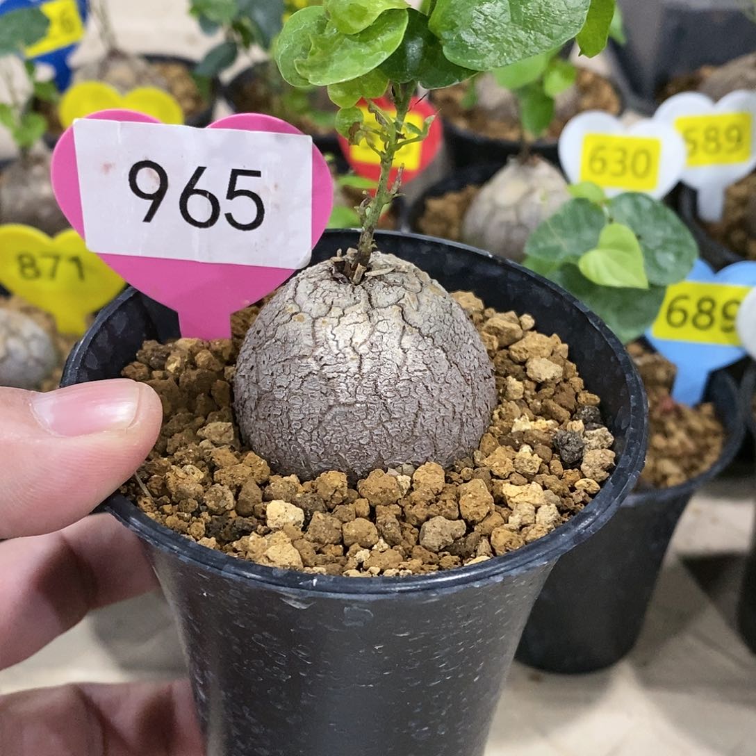 南非龟甲龙龟甲龙