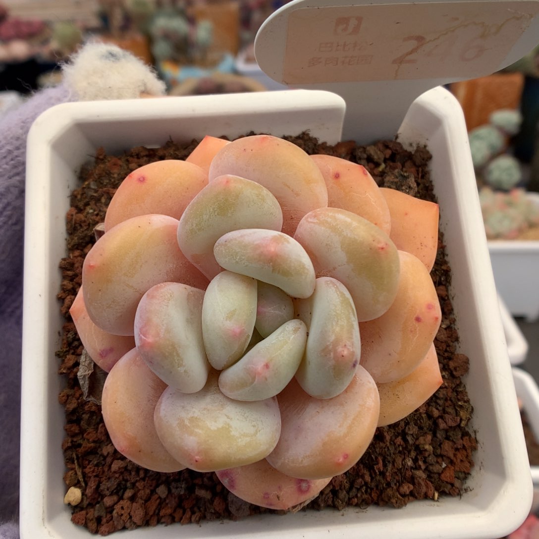 246香橙多肉植物