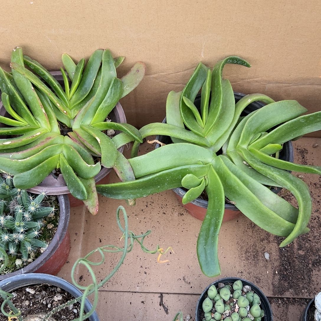 多肉植物佛手两颗