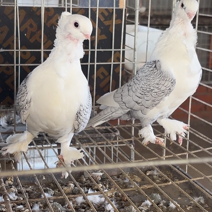 2 天中国大陆包装乳鸽淑女种鸽一对