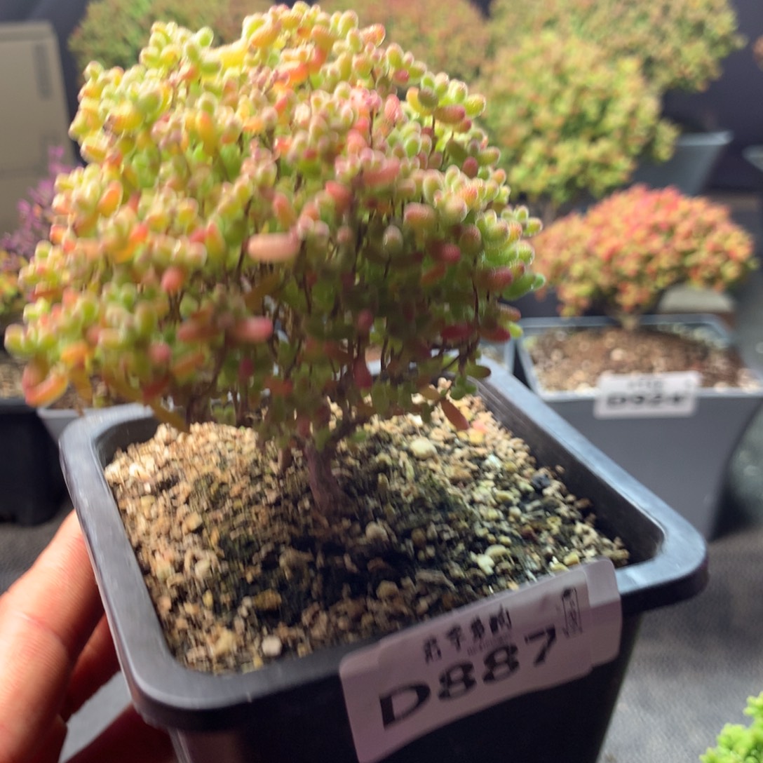 下播福利蜜橘糖球887 