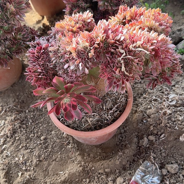 思*缀话脱土发货缀话