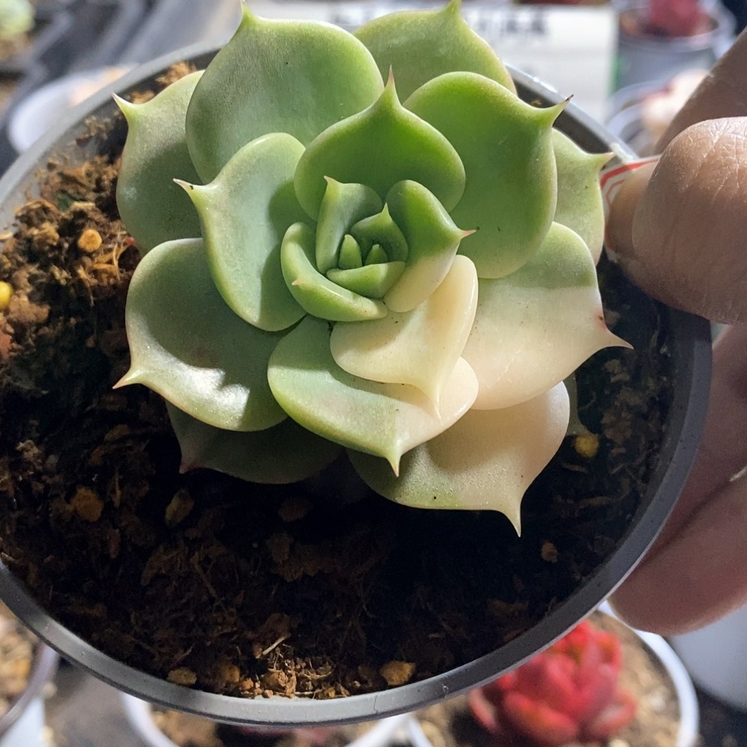 A769精美多肉贝加尔湖锦