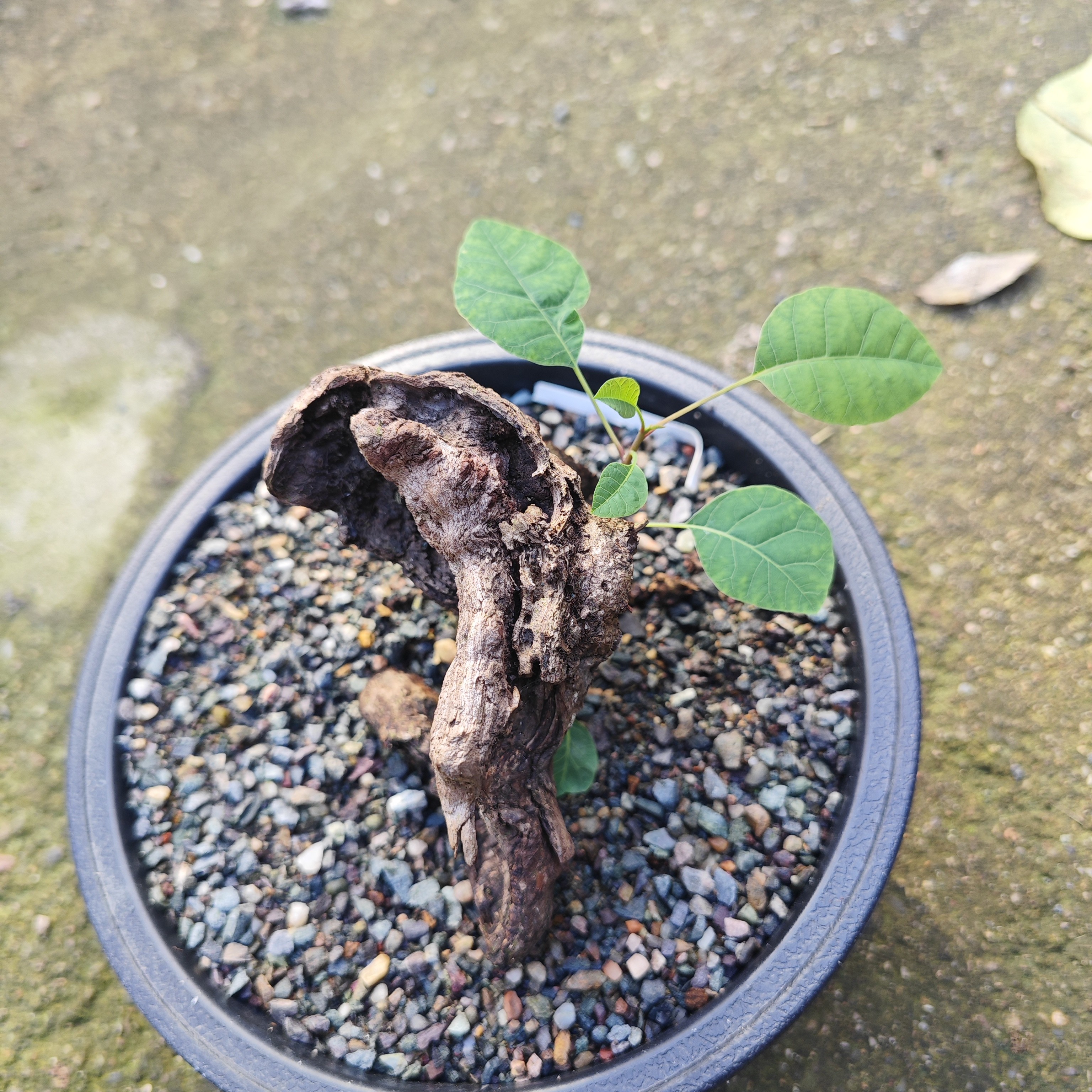 香山红叶黄栌盆景可作园艺素材室内植物