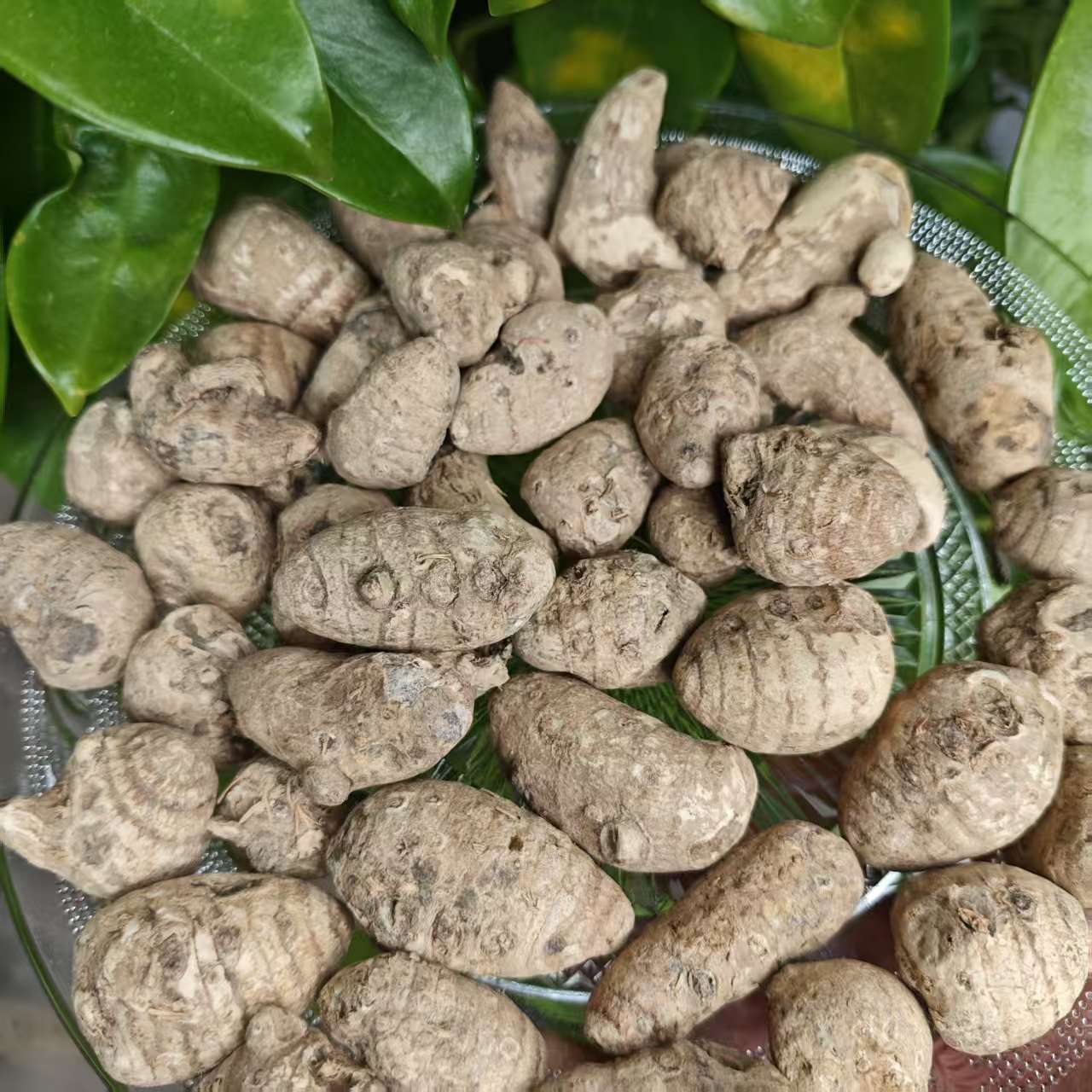 1【雪-三-七】净含量250g-1000g【阿虎现收】