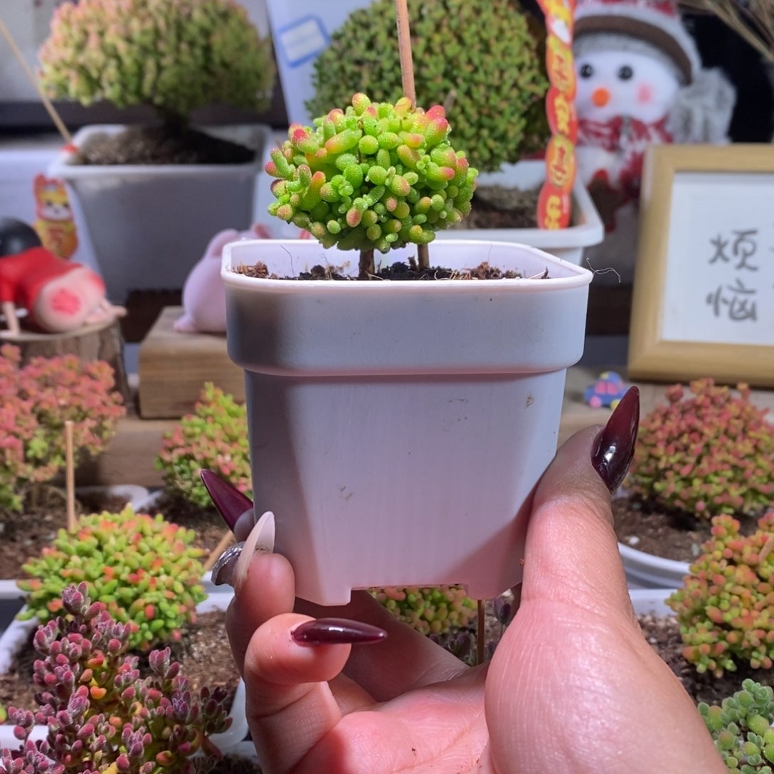 蜜橘一物一拍带盆土发货