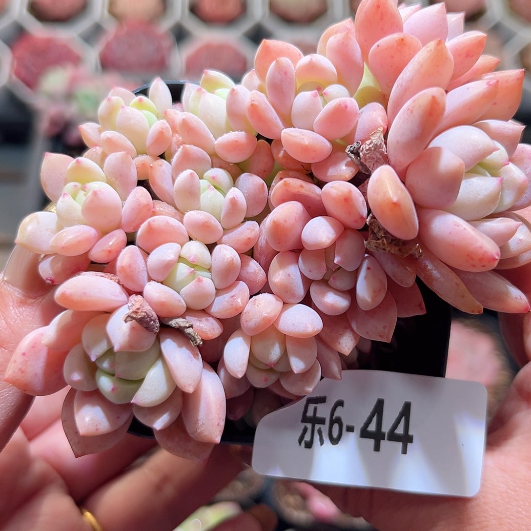 乐6-44 洛丽塔群不包整