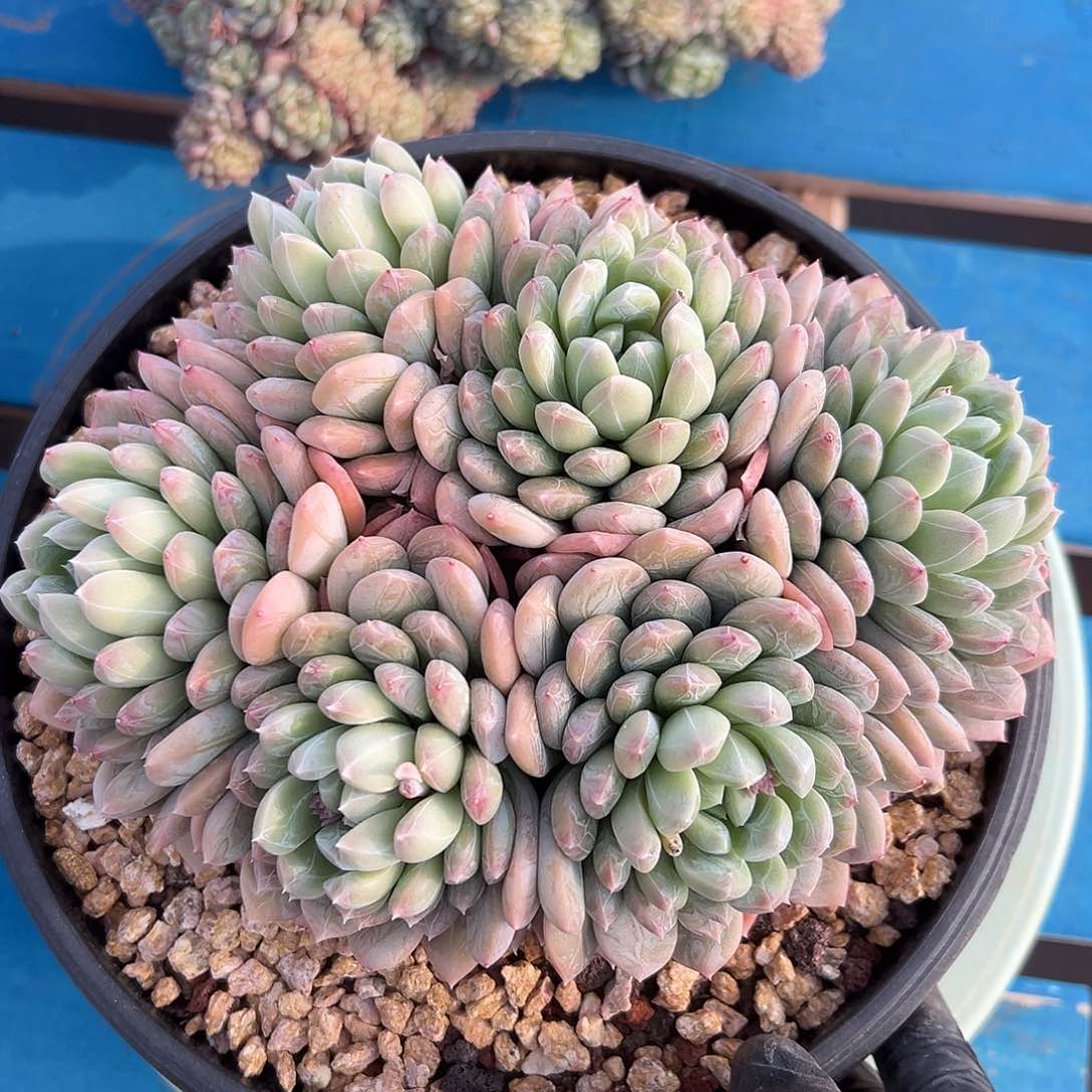 大群百达翡翠tonnowzutu