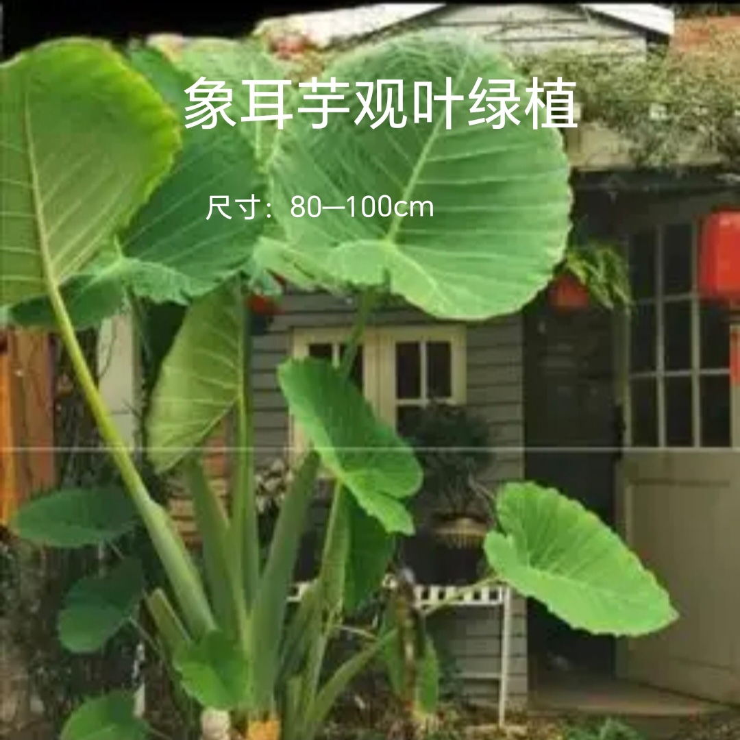 巨型象耳芋大型绿植植物适合室内外庭院网红造景客厅室内绿植