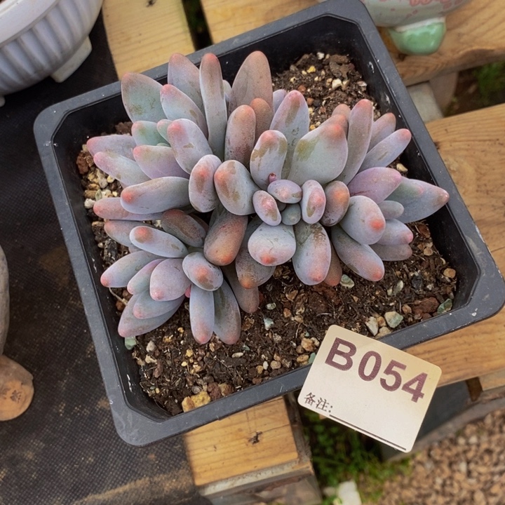 你要吃就去拿去咯