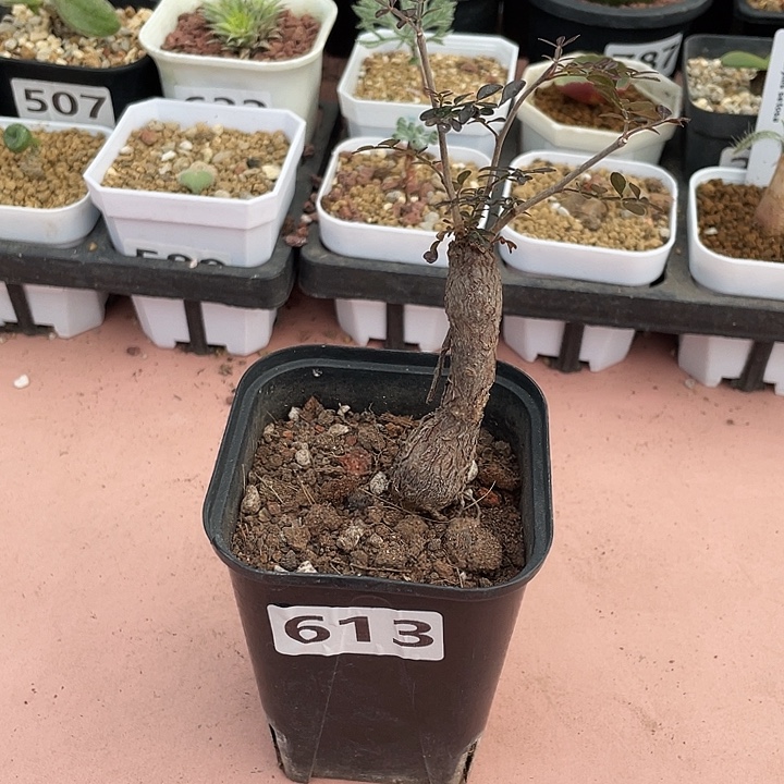 613列加漆树块根，