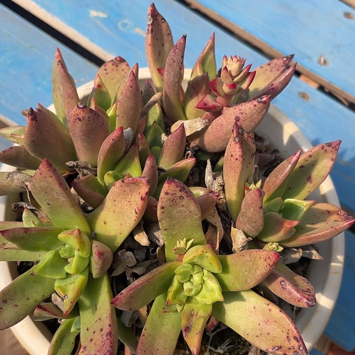 【闪购商品】绿体佐尼卡