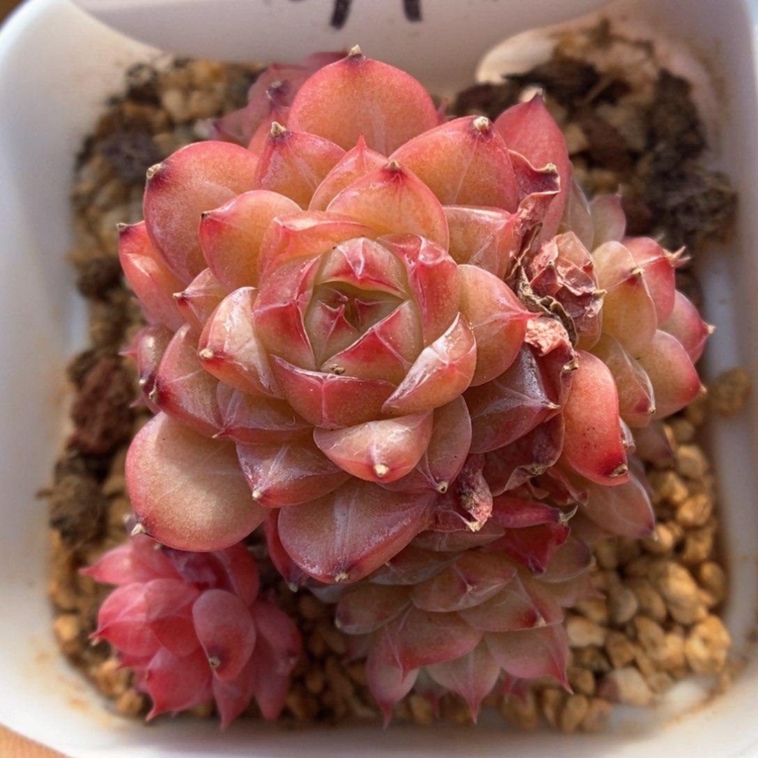 缤纷珍妮群生373号 