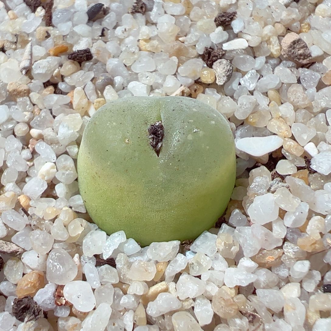 205-278.拉登多肉