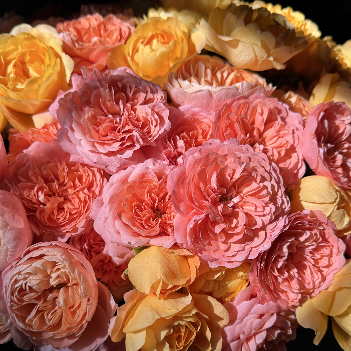 （德芮尔）果汁混色10支！三件顺丰空运20%不售后