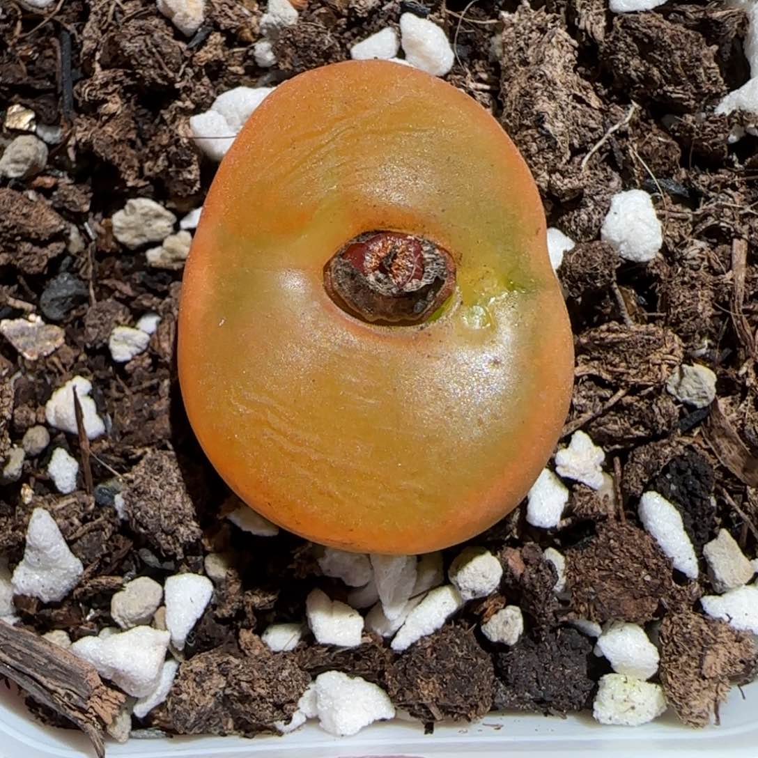 肉锥多肉植物百科26-优选水蜜桃母本有疤874
