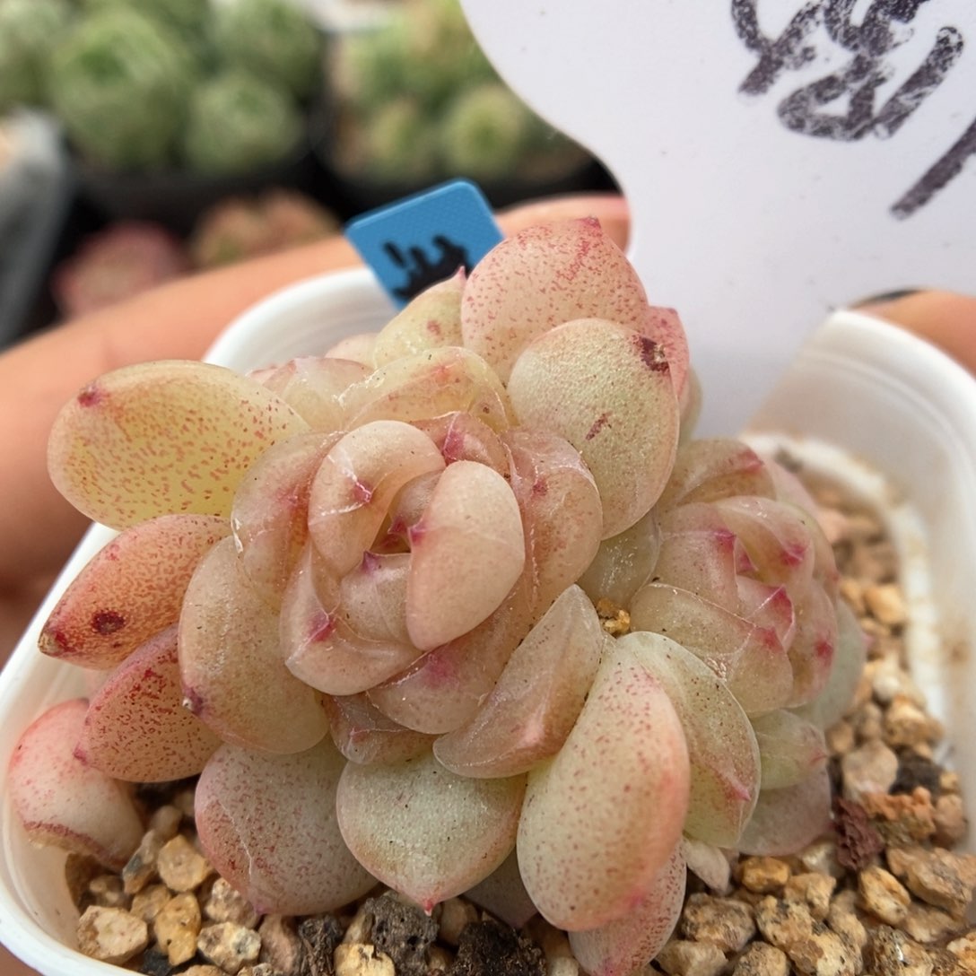 甜心群生可拍4819号