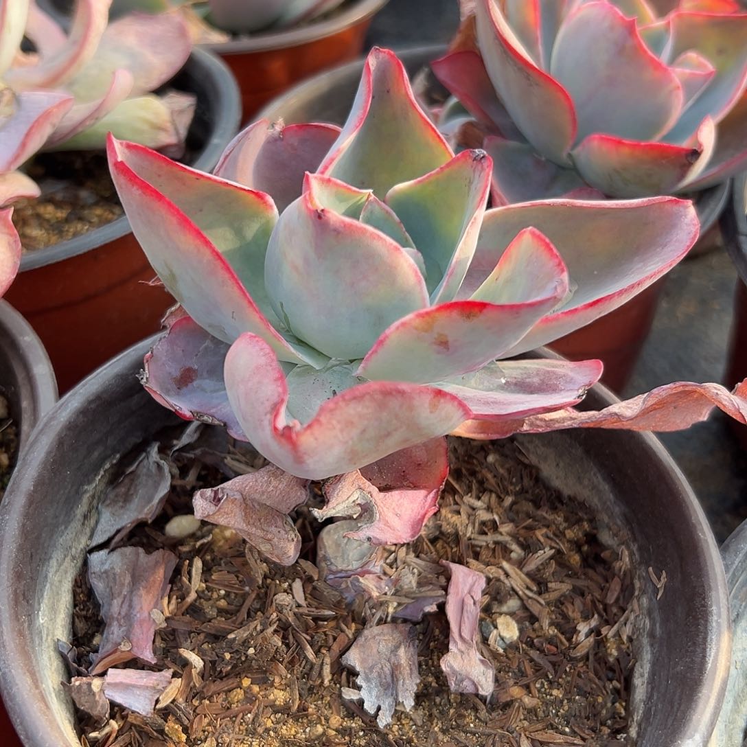 多肉植物肯尼迪单头