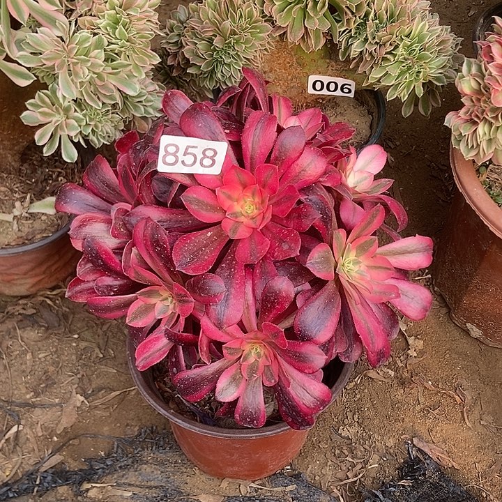 雨****蝶858美杜莎老庄手捧