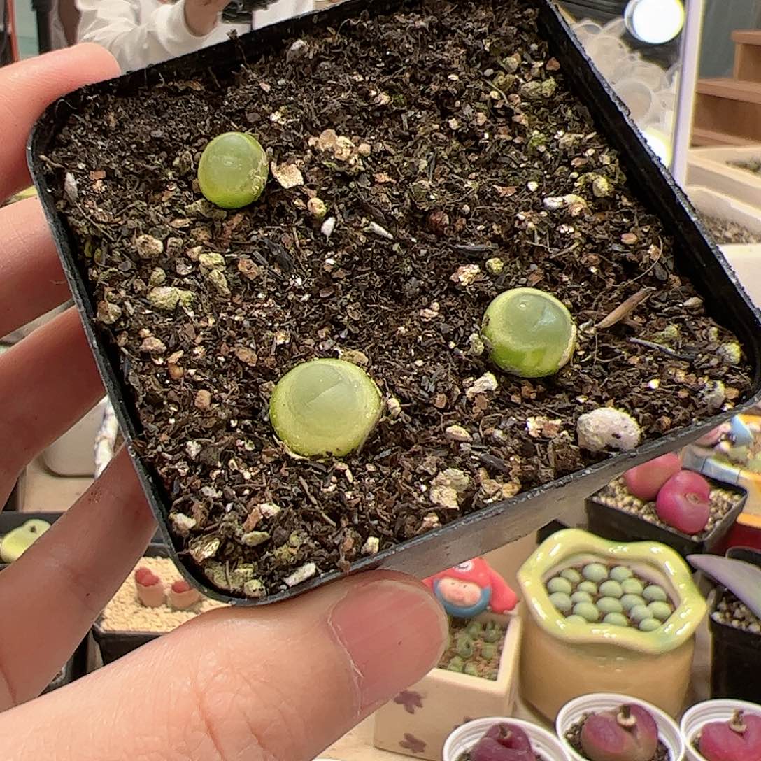 【闪购商品】288 拉登 多肉