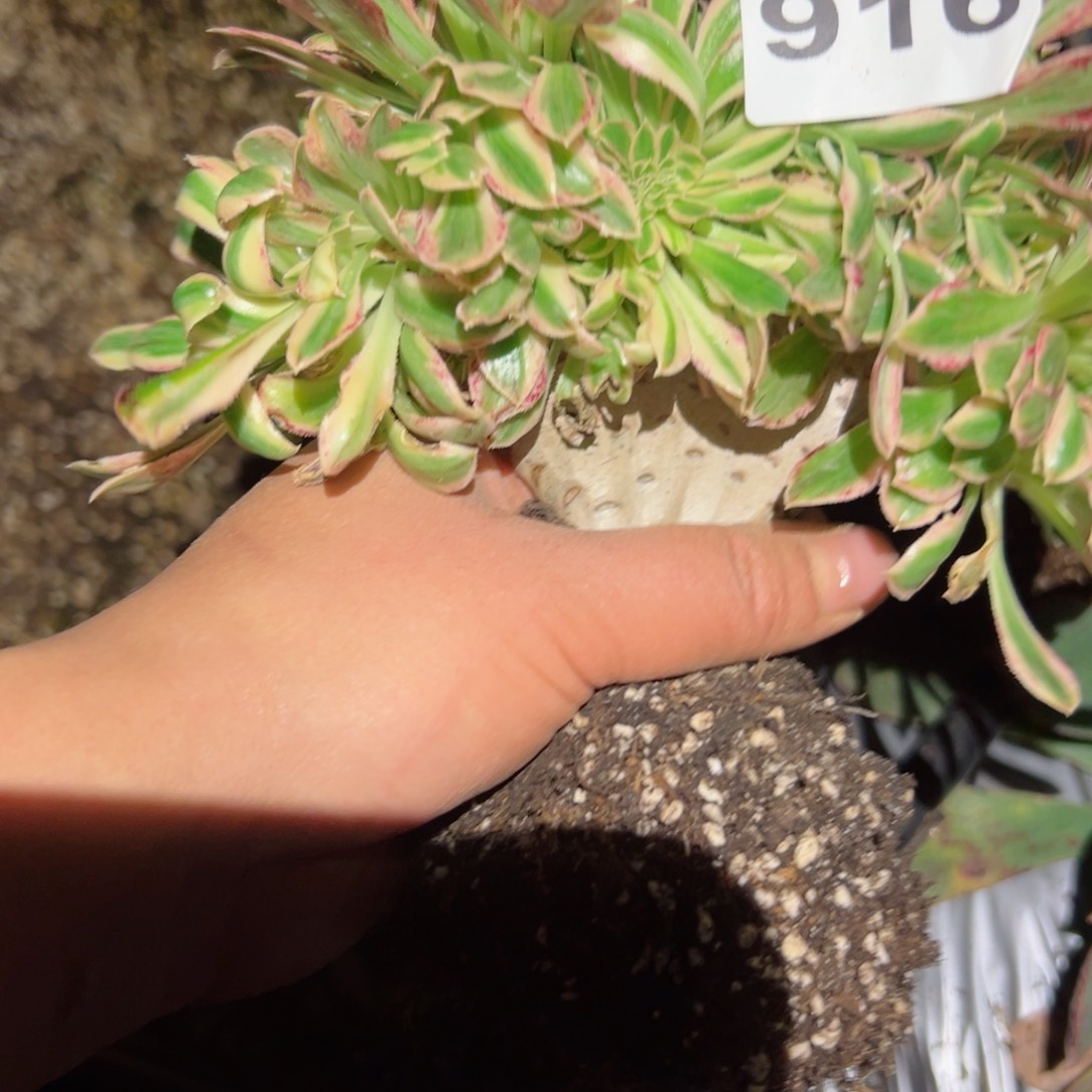 916 号多肉植物法师