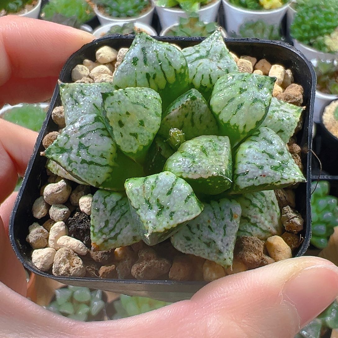 潘多拉玉露多肉植物一颗
