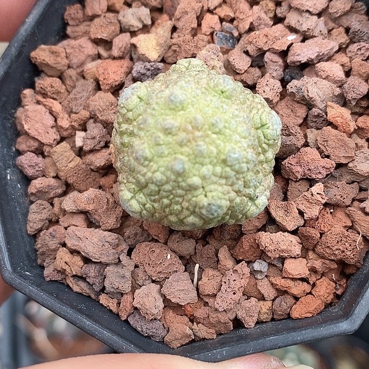 孤品实生不规则突尤变异凝蹄玉2.5cm