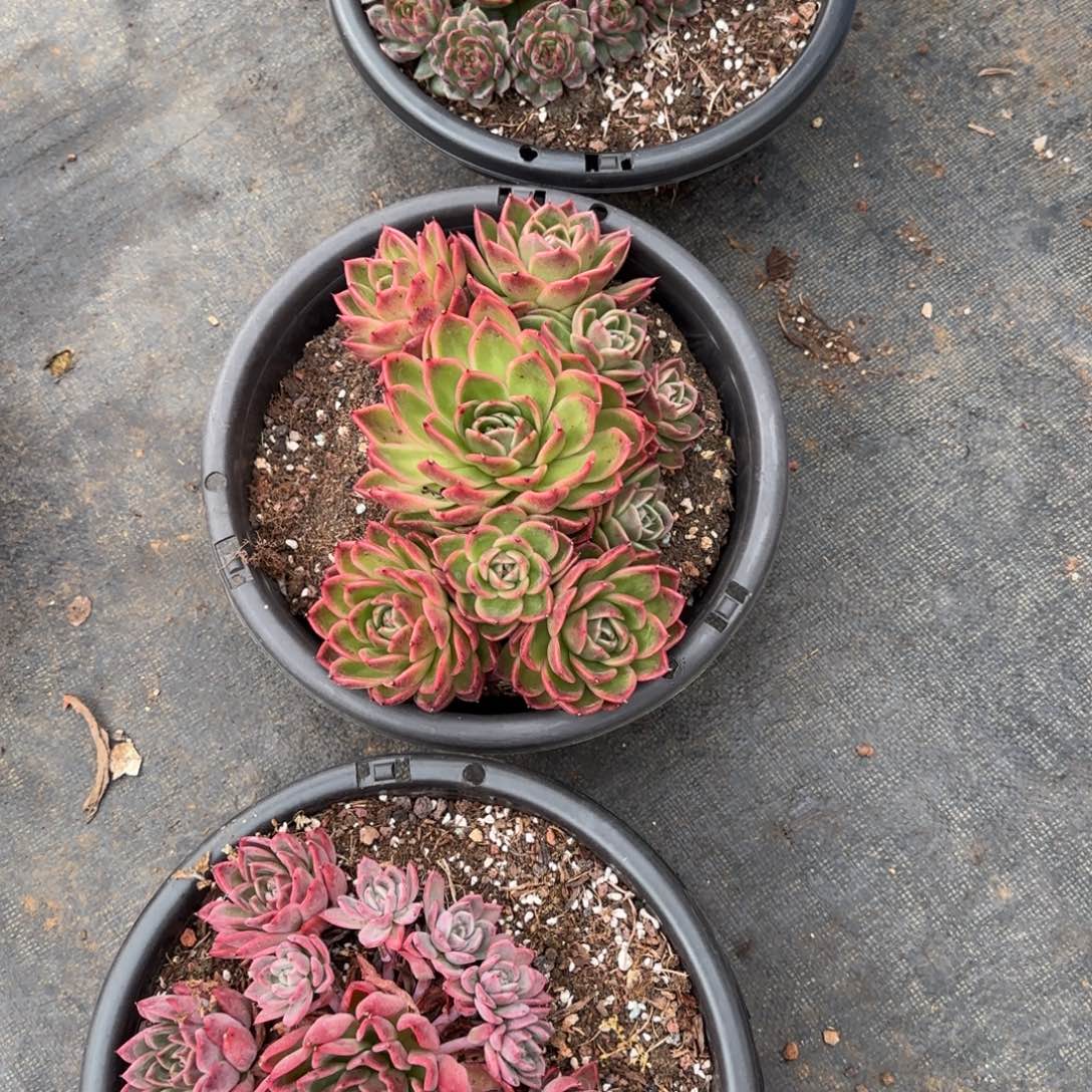 雨***漫2颗的价格、把n姐姐赶赴现场