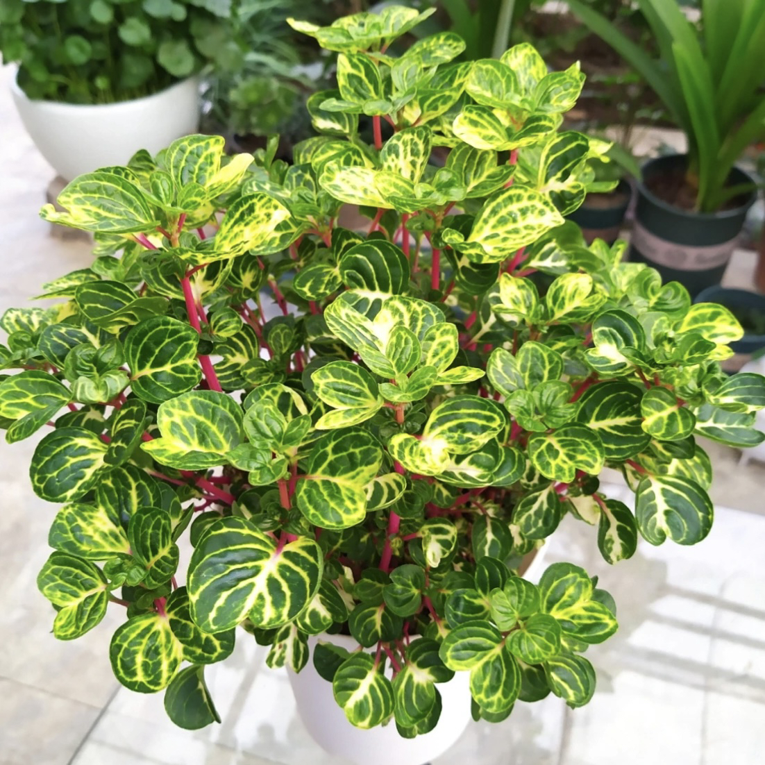 钱多多锦叶血苋福禄桐盆栽植物办公室阳台花卉