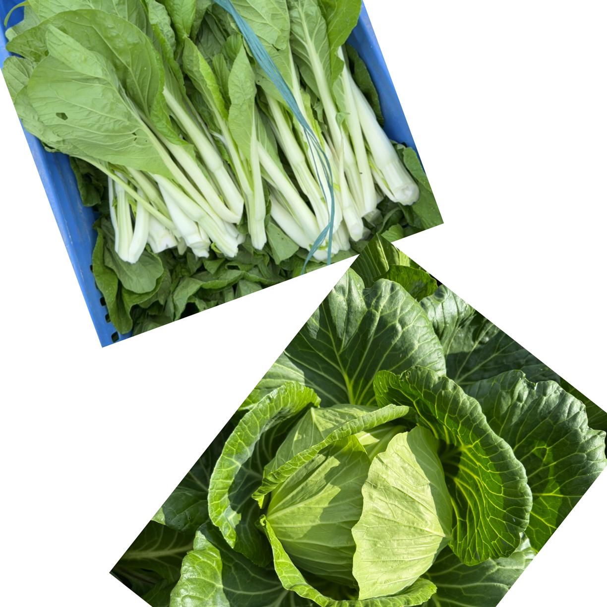 菜心拼包菜广东河源深山种植露天种植农家菜