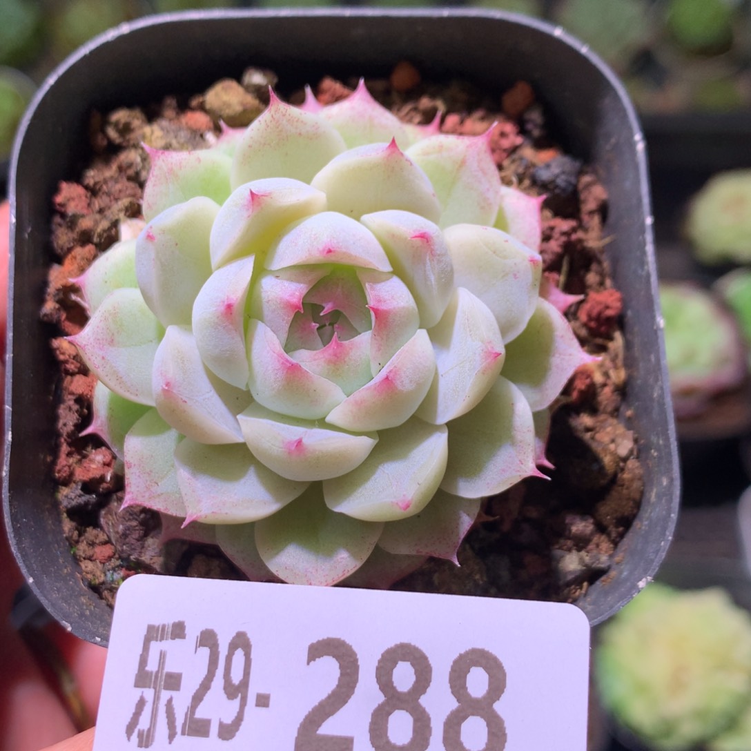 乐然29-288 女王玫瑰