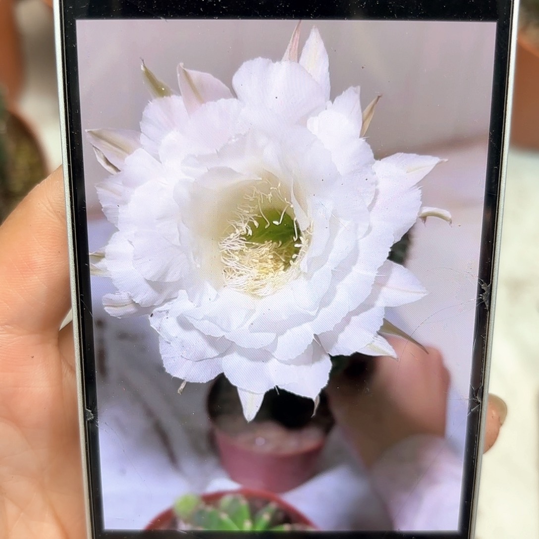 彩草92号7公分左右